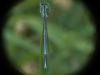 Platycnemis pennipes